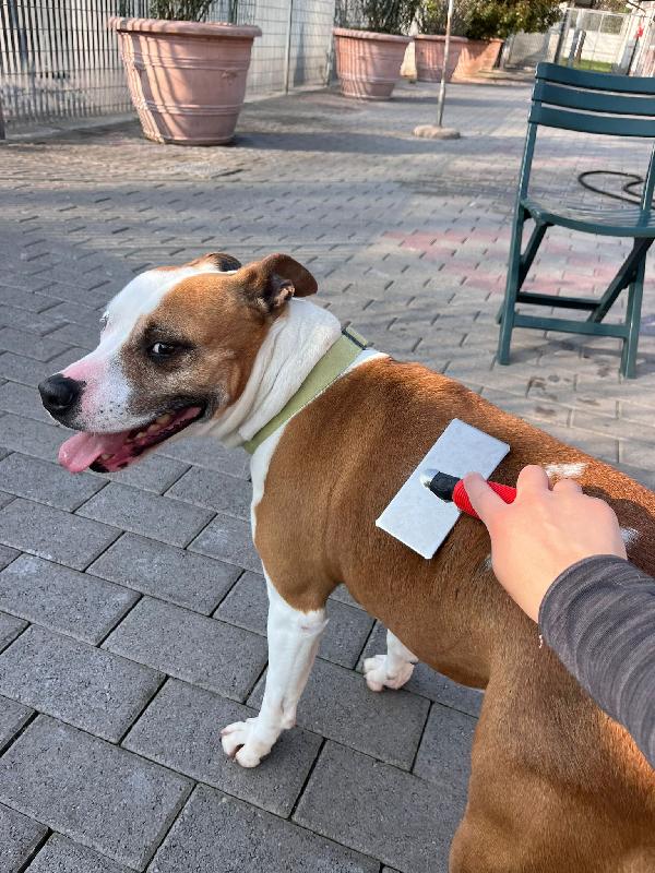 MAYA BELLISSIMA AMSTAFF Foto 4